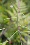 Florida false sunflower